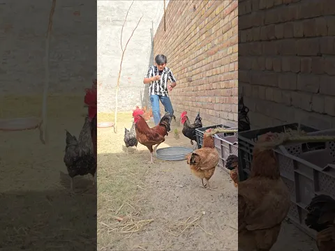 Egg Love's 😂 #shorts #funny #explore #childhood #vlog #food