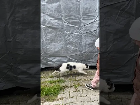 Fast cat
