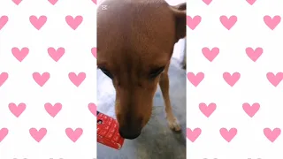 Perros graciosos 🐶 Video de los Mejores Momentos entre dueño y  Perros. #like #perros #doglover