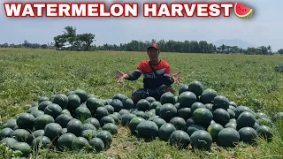 WATERMELON HARVEST + SPRAY SA DREAMHOUSE (TERMITE TREATMENT) | APRIL 23, 2021.