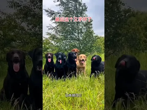 सब कबड्डी खेलने आया 😂😂 #comedy #realfools #mrchopravines #monkeycomedyvideo #funny #animal #viral
