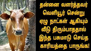 தன்னை வளர்த்தவர் வெளியூர் சென்று ஏழு நாட்கள் ஆகியும் வீடு திரும்பாததால் இந்த பசுமாடு செய்த காரியம்!
