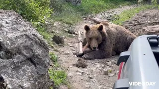 Lirohet ARUSHA që ishte bllokuar mes telave në fshatin BOZOFCË