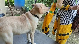 kaha jare ho mumma 😕 || labra rubi || #labradordog#dog#labra#animals