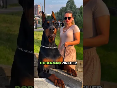 ⚠️ El perro que puede acabar contigo en segundos 🐕💥 #perro #Shorts