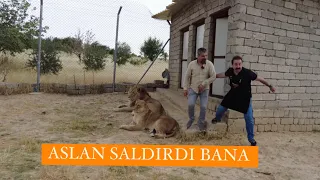 Aslan bana saldırdı