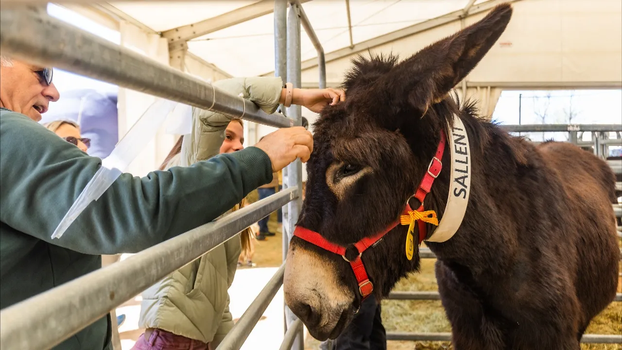 Vic acull una multitudinària edició del Mercat del Ram sense vaques ni porcs