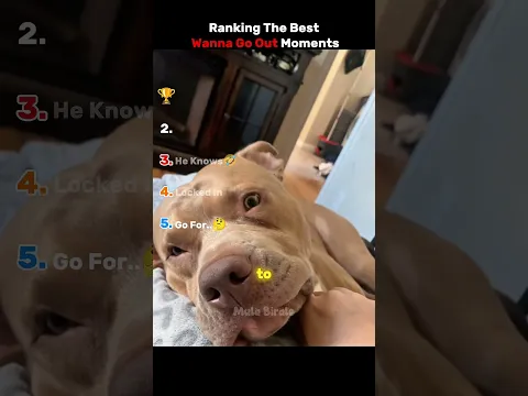 Ranking Wanna Go Out Dog Moments 😭