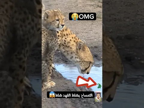 يا الهي احساس النمر الصغير بافتراب الاسود ولكن بعد فوات الاوان #shorts