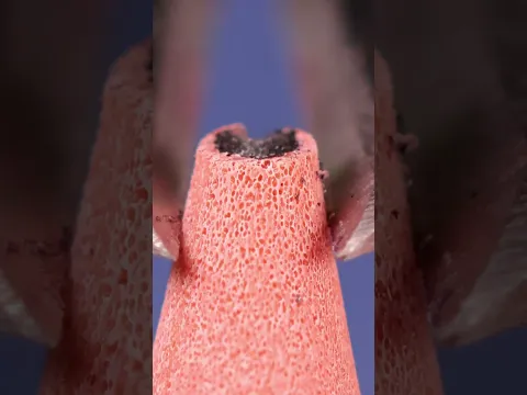 Cutting a Pencil with Pliers vol.3 (close up / macro) #slowmotion #closeup #macro #asmr