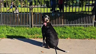 Dog's reaction when owner walks away! 