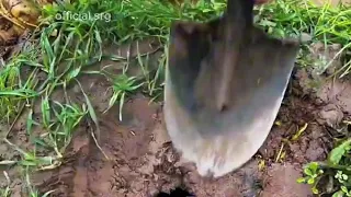 "Shocking Dig Reveals Terrifying Creature: Live