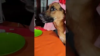Los mejores videos de Snapy6065 #2 🐶♥️✨