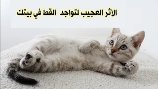 المخلوقات الروحانية القطط _ سبب زيارتها لمنزلك وقدراتها الطاقية لصد الأرواح والطاقات السلبية