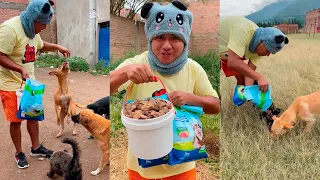 LEXITO Y LOS PERRITOS DE LA CALLE LOS MEJORES TIKTOKS Y SHORTS DE LEX JARA