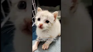 Por culpa de una rata
