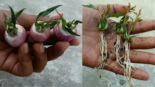 🔴growing red roses from buds 🌹 growing red roses