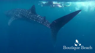 16.05.22 - Kudima Wreck, Manta Snorkling, Raandi Wreck & Whale Shark