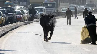 تجميعة العجول الهربانه في عيد الاضحي 2025 مستحيل تكمل من الضحك😂😂