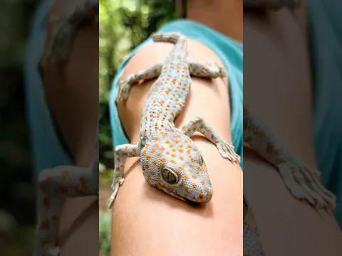 GEKGO Hacks for Survival in the Forest