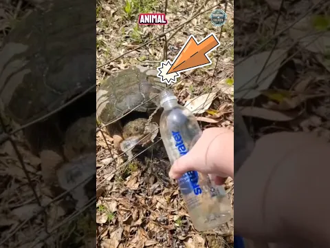 😱La TORTUGA más Peligrosa del Mundo #curioso #animal #shorts