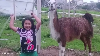 Sabias que en Ecuador. Los Animales son Cariñosos 🤩😋❤️😱 #funny 