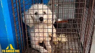 Una FAMILIA Venezolana es SEPARADA  de su perrito en la FRONTERA DE EE.UU🇺🇸 | Tu Amigo Fiel