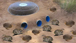 Easy Quail Trap   Making Trap To Catch Quail Bird from Electric Fan Guard  & PVC Pipe  Best Quail tr
