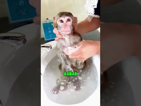 ¡Vio al mono en peligro y trató de salvarlo!
