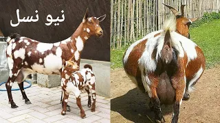 2026 Teddy Goat Mandi 🧸 Bakra Mandi December Barbari bakriyan Teddy goat farming Sabir goat farm