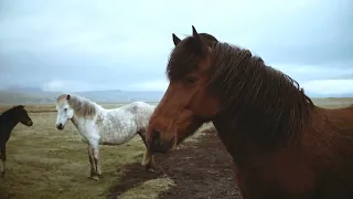 Caballos de Papá Noel en Navidad