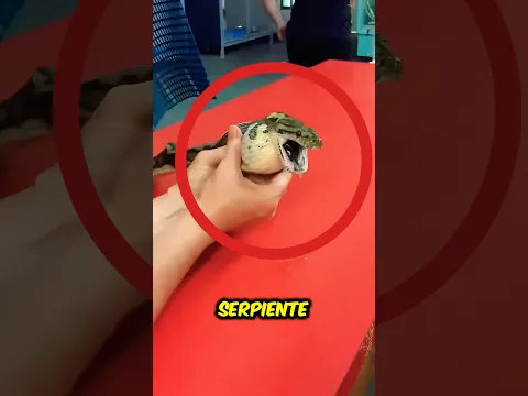 La serpiente cometió un gran error 😰😭