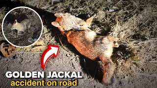 Golden Jackal Accident on Road – Injured at Night 😱⚠️ || #GoldenJackal #Rescue @aashiyana_by_naman 