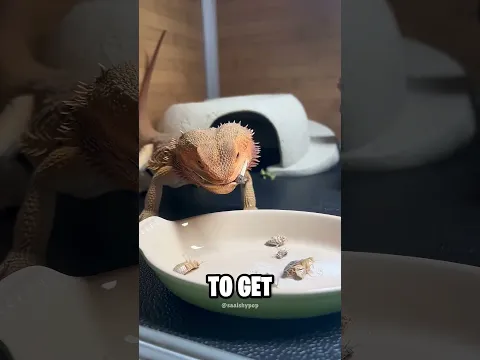 “The Girl vs. The Cockroaches”#shortsfeed