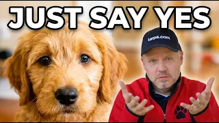 8 Reasons Getting a Dog is the Best Parenting Life Hack of 2026