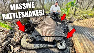 We Found the VIPER DEN! - Rattlesnakes, Copperheads, and more!