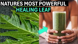 11 Reasons Papaya Leaves Are a Health Miracle