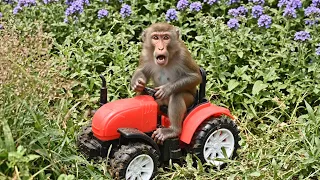 OMG! Monkey Fails to Get Tractor Out of Grass 😂🚜 | बंदर ने Tractor चलाते-चलाते घास में फंसा दिया 😱