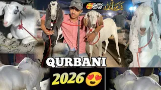 😍Qurbani kay janwar le liya Kitnay😳bakray liya?