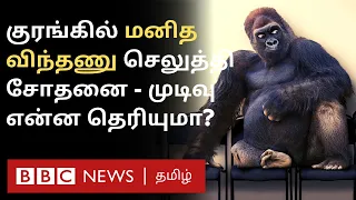 Explained: Chimpanzee-ல் மனித விந்தணு செலுத்தி சோதனை - Result என்ன தெரியுமா? | BBC Tamil
