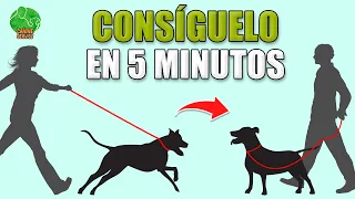 Enséñale a NO TIRAR ni JALAR de la CORREA (Rápido y 100% Efectivo)