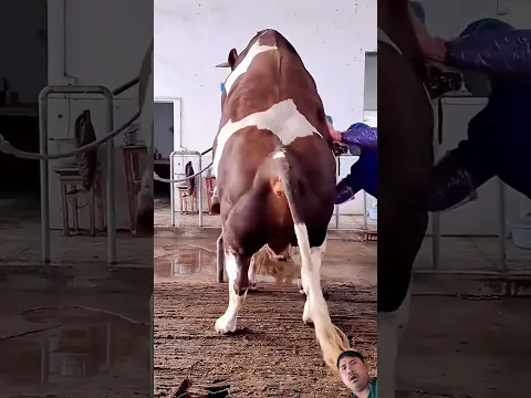 #pitbull #funny #pets #amazing #goldenretreivers #retreiver #comedy #dog #animals #cow