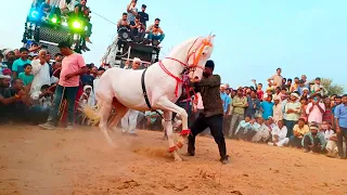 नागिन धुन पर घोड़े का धमाकेदार डांस | latest song 2025 Horse Dance