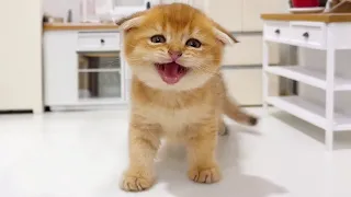 Little Kittens in Miniature Kitchen.  So cute ♥