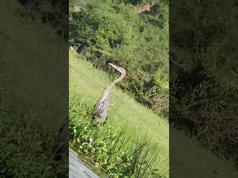 A RARE SNAKE 🐍 AND FISH HUNTER #disney #wildlife#nature