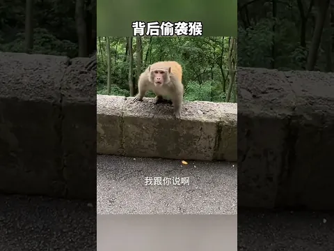 背后偷袭猴 笑不活了~ #搞笑配音 #搞笑 #搞笑视频 #专治不开心 #shorts