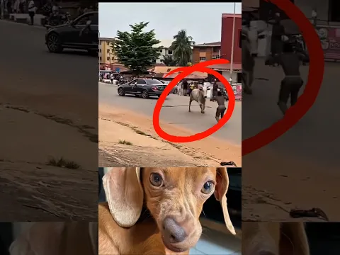 #funnyanimals 🤣 #funnyvideo #funnyanimalcompilation #funnyanimal