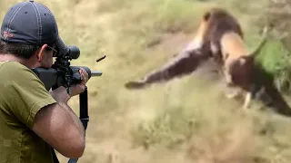 الاسد المتمرد ضد الصيادين 😱🔥👍👌 الجزء ا