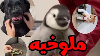 قطط وحيوانات بتتكلم مسخرة #قطط #خدلك_ضحكه_مع_اسامه #كوميدي #حيوانات مضحكه #ضحك #مضحك #كوميديا #قرش