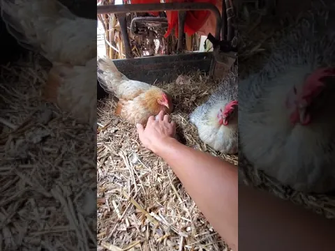 المعانات في اخذ البيض من تحت الدجاجة😮